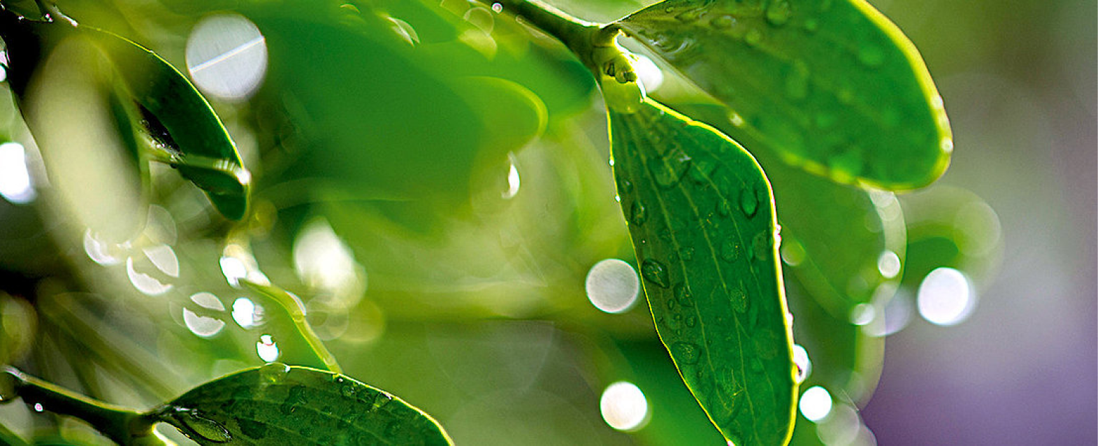 Um close de uma folha verde com gotas de água sobre ela.